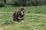 CHIEN FINNOIS DE LAPONIE 166